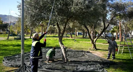 Bornova’da Zeytin Hasadı başladı