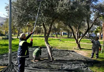 Bornova’da Zeytin Hasadı başladı