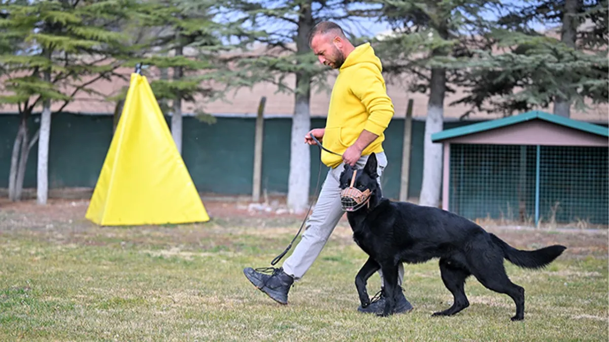 Uzmandan 'yasaklı ırk' uyarısı: Ağızlık ve tasmasız gezdirilemez, çocuk parklarına sokulamaz! haberinin görseli