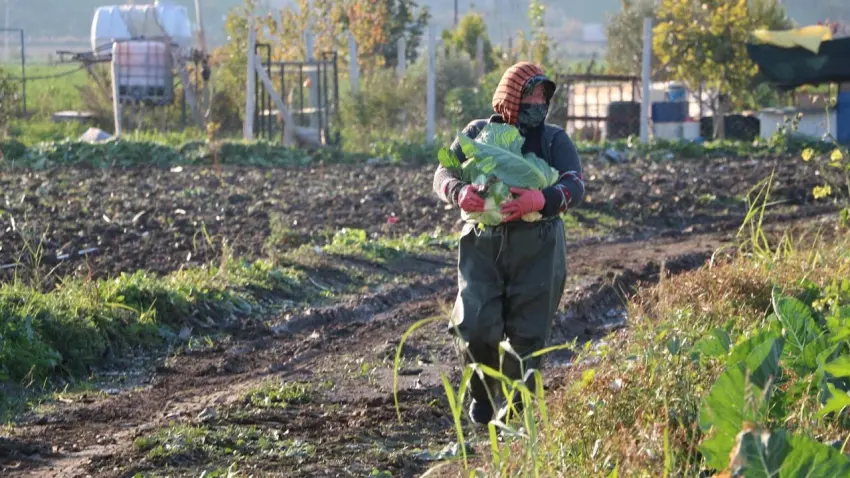 Soğumayan havalar, sebzeleri erken olgunlaştırdı