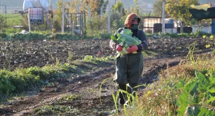 Soğumayan havalar, sebzeleri erken olgunlaştırdı