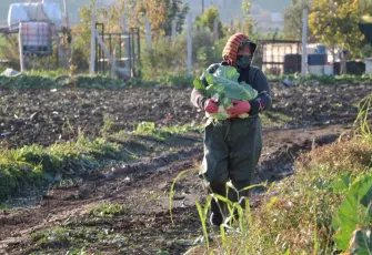Soğumayan havalar, sebzeleri erken olgunlaştırdı