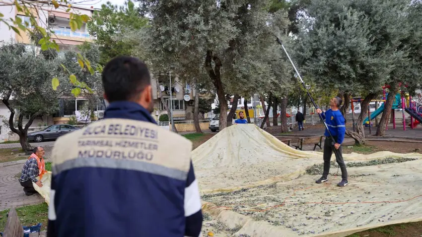 Buca’da Zeytin Hasadı dayanışmaya dönüşüyor