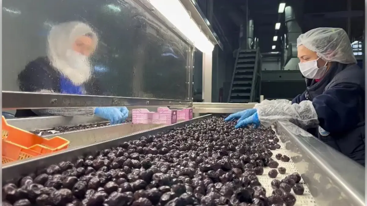 Mehmetçiğin kumanyasına giren zeytinler özenle seçiliyor haberinin görseli