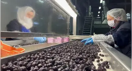 Mehmetçiğin kumanyasına giren zeytinler özenle seçiliyor
