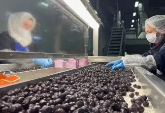 Mehmetçiğin kumanyasına giren zeytinler özenle seçiliyor