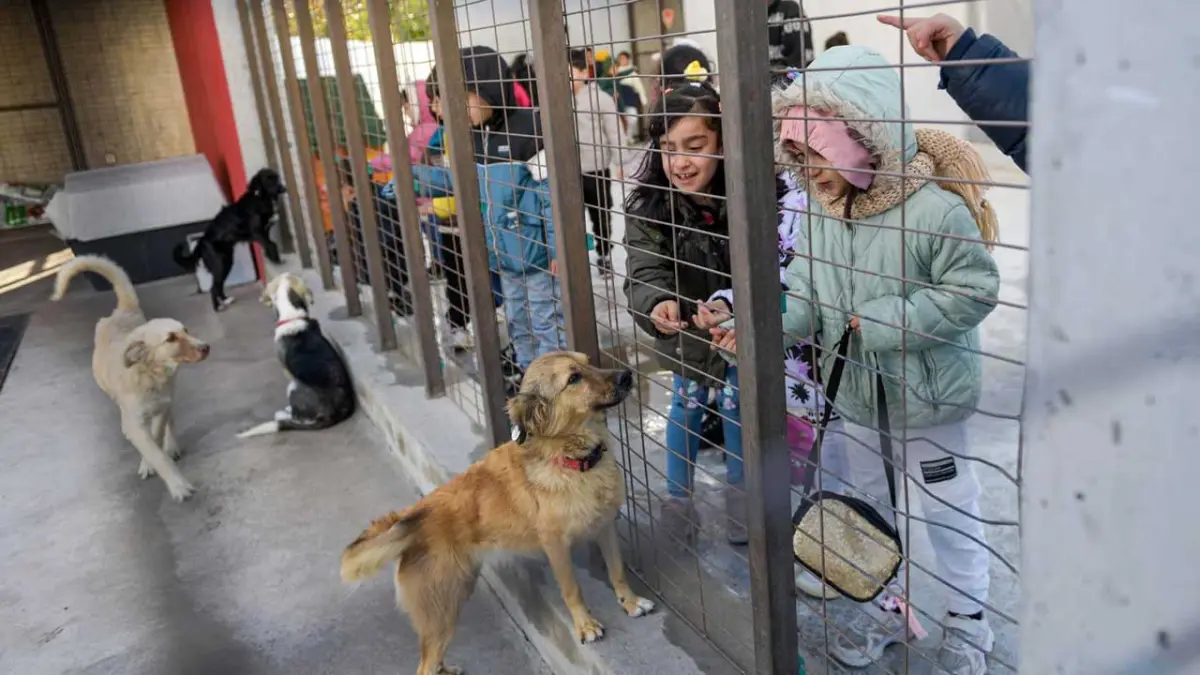 Çocuklara hayvan sevgisi aşılanıyor haberinin görseli