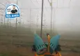 Tarımda işler şansa ve soğuğa kaldı