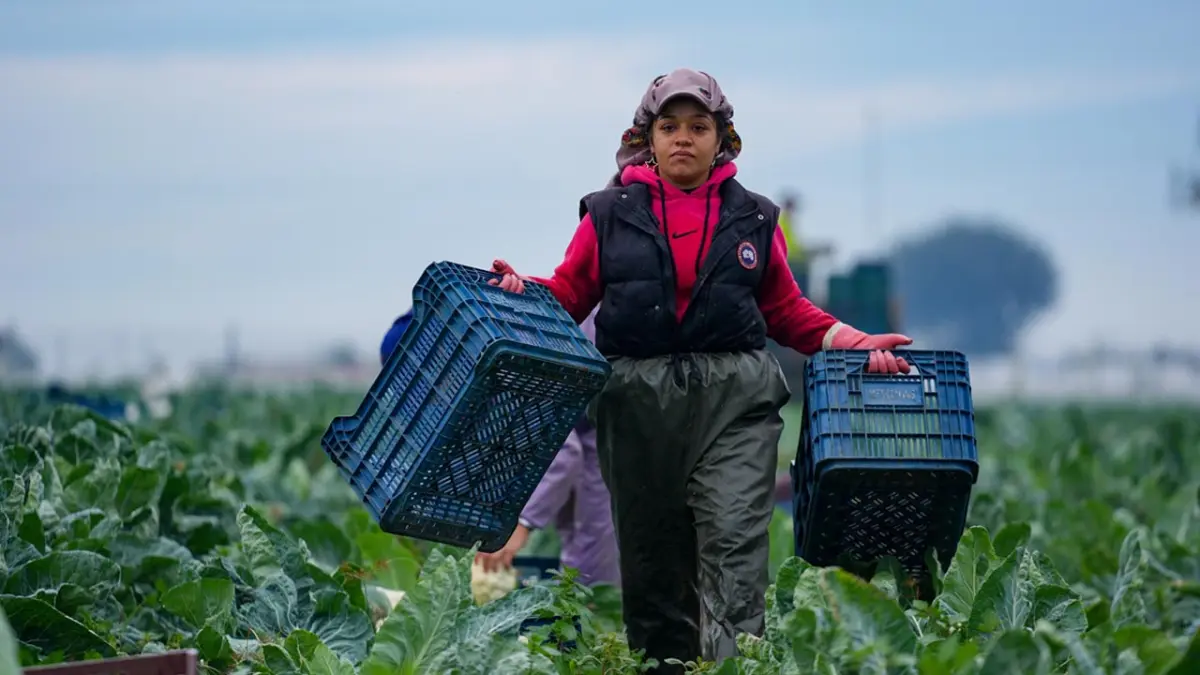 Türkiye’nin kışlık sebze üssü İzmir haberinin görseli