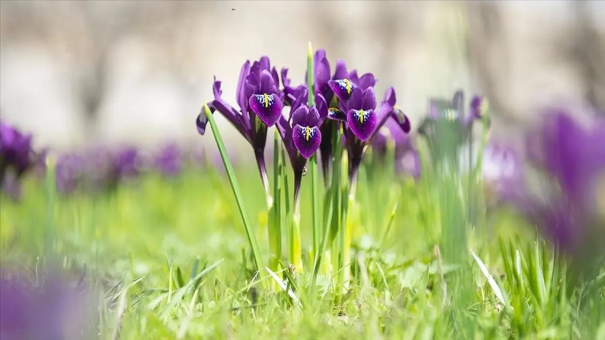 İhracatı yasaklanan ve kotaya tabi: Doğal çiçek soğanları listesi belli oldu haberinin görseli