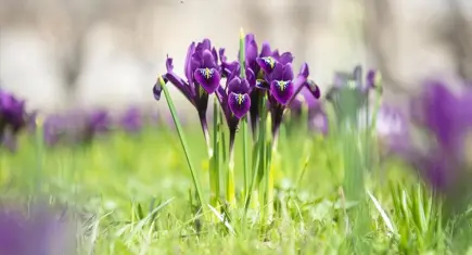 İhracatı yasaklanan ve kotaya tabi: Doğal çiçek soğanları listesi belli oldu