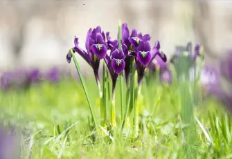 İhracatı yasaklanan ve kotaya tabi: Doğal çiçek soğanları listesi belli oldu