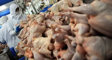 TÜİK açıkladı: Tavuk eti ve yumurtası üretimi arttı, içme sütü üretimi düştü