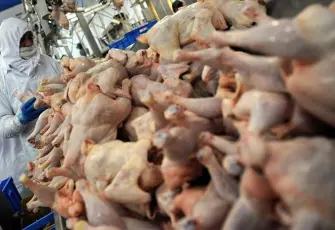 TÜİK açıkladı: Tavuk eti ve yumurtası üretimi arttı, içme sütü üretimi düştü