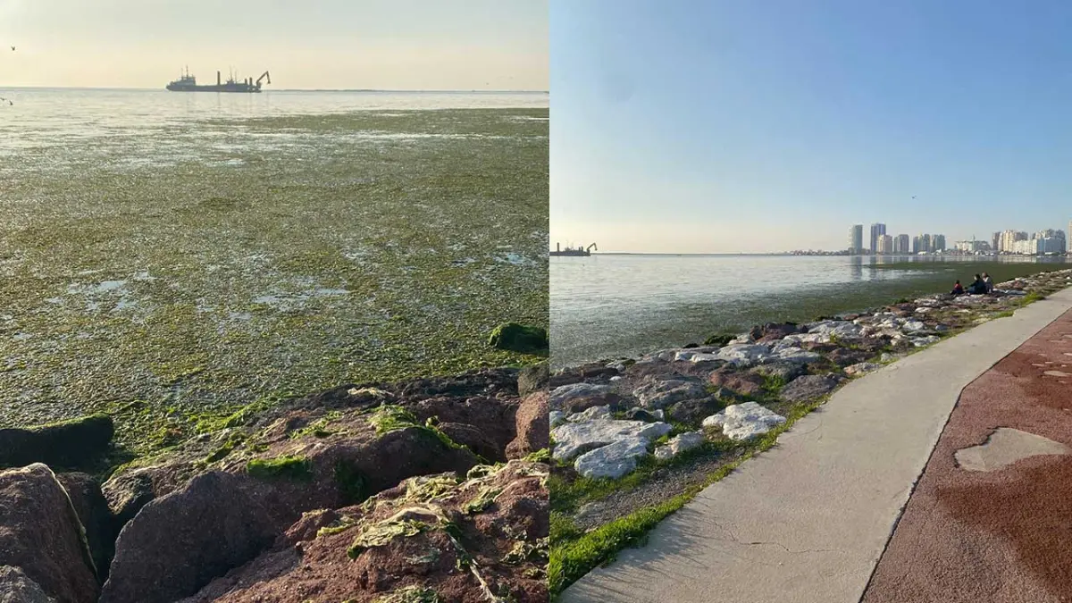 Mavişehir sahiline çıkanlar şaşkın: Deniz halı sahaya döndü