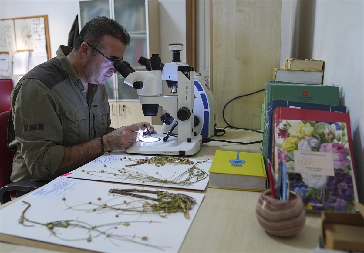 Emekli fen bilgisi öğretmeni, doğa yürüyüşü sırasında yeni bir bitki türü keşfetti başlıklı video haberin görseli