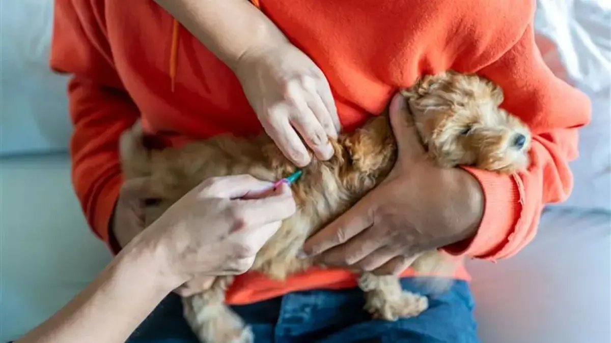 Evcil hayvan sahipleri dikkat!  31 Aralık son gün haberinin görseli