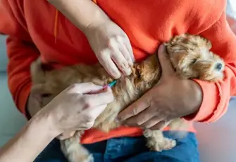 Evcil hayvan sahipleri dikkat!  31 Aralık son gün