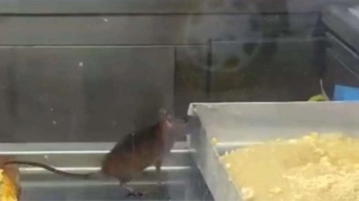 İzmir'de börekçi vitrininde fare skandalı haberinin görseli