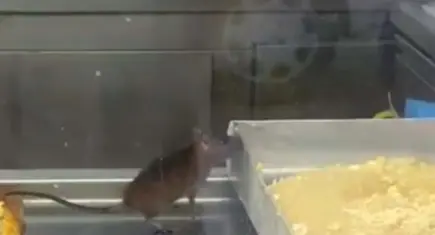 İzmir'de börekçi vitrininde fare skandalı