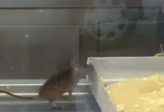 İzmir'de börekçi vitrininde fare skandalı