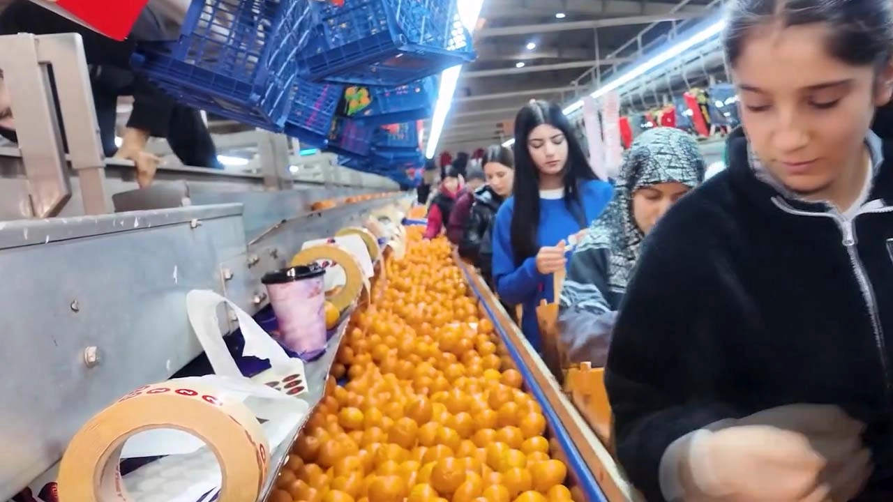 Türkiye'nin mandalina ihracatı rekora ulaştı başlıklı video haberin görseli