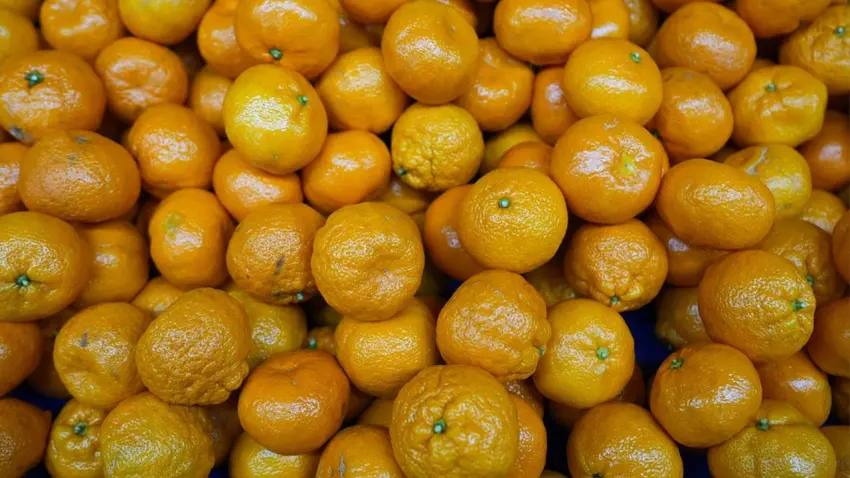 Türkiye, mandalina ihracatında rekor gelir elde etti haberinin görseli