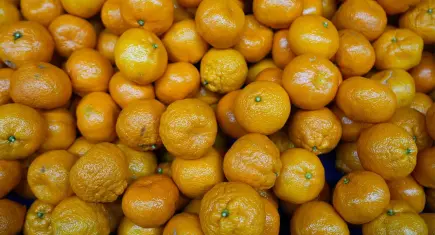 Türkiye, mandalina ihracatında rekor gelir elde etti