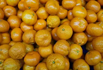 Türkiye, mandalina ihracatında rekor gelir elde etti