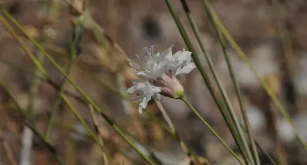 Denizli Çameli’den bilime önemli keşif