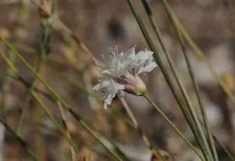 Denizli Çameli’den bilime önemli keşif
