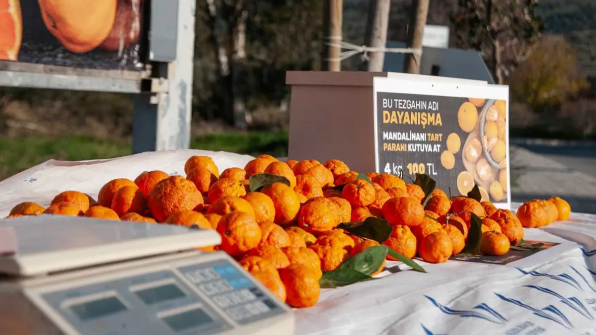 Güzelbahçe’de mandalina dayanışması haberinin görseli