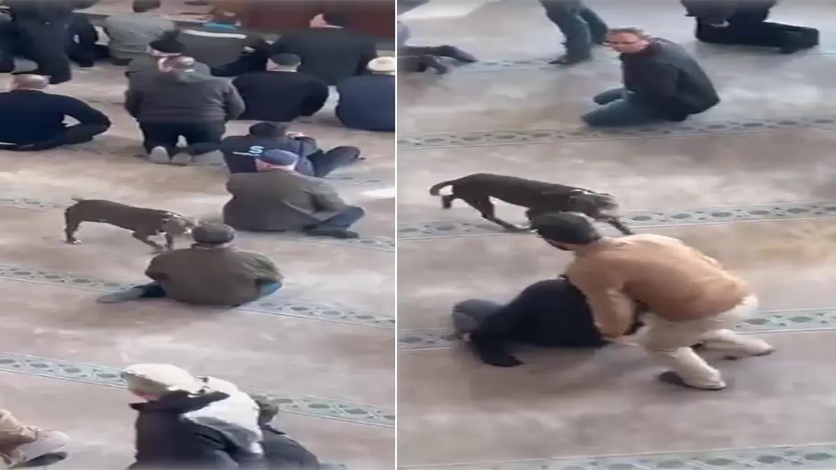 Camiye giren pitbulla ekipler el koydu: Sahibine adli ve idari işlem yapıldı haberinin görseli