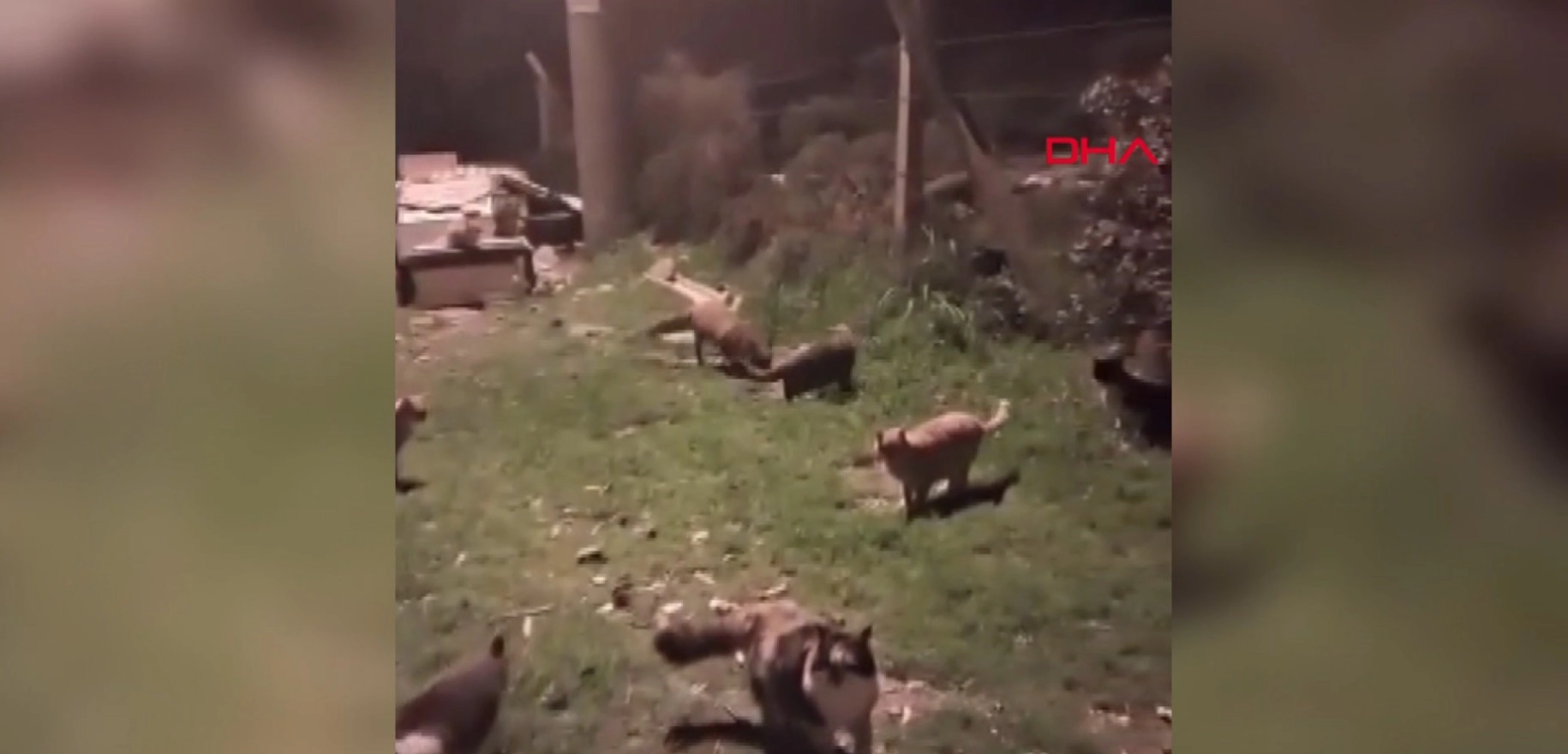 Ayvalık'ta kediler ve tilkilerin dostluğu kamerada başlıklı video haberin görseli