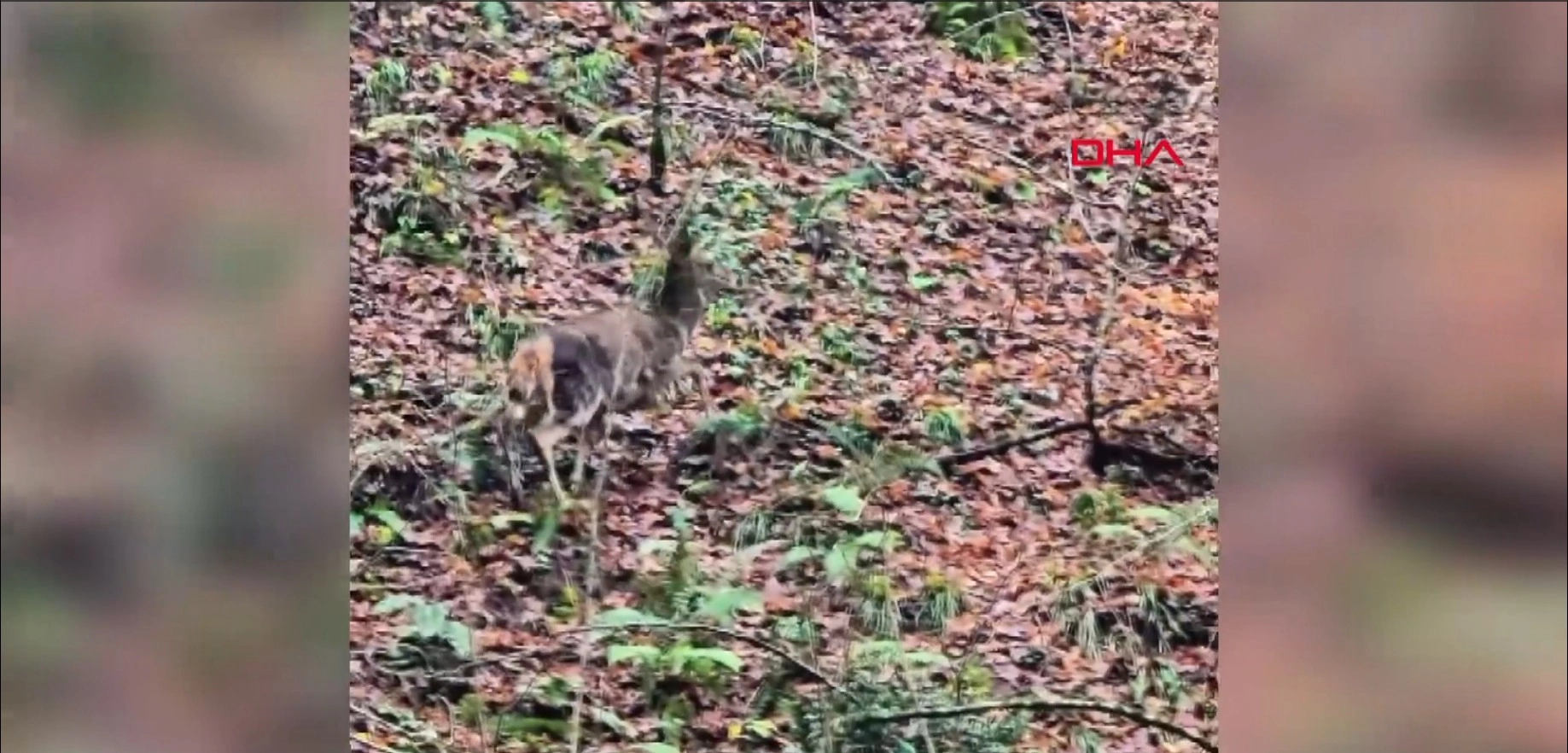 Yedigöllerde ormanda gezen geyikler kamerada başlıklı video haberin görseli