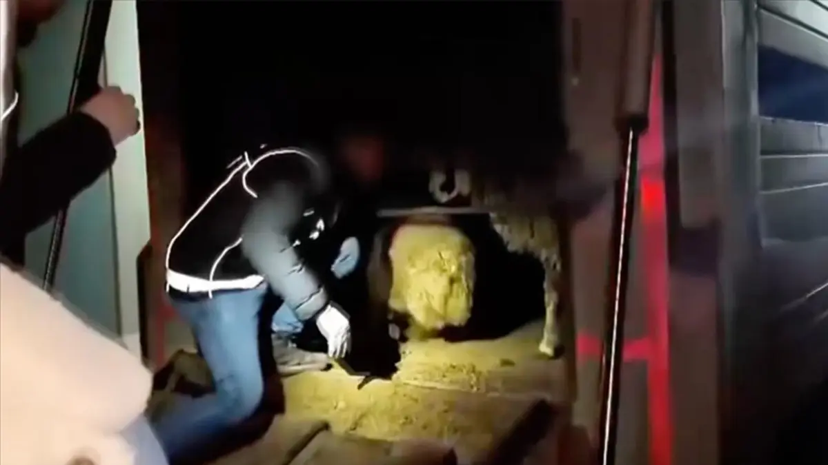 Siirt’te hayvanların karın boşluğundan 54,6 kilo uyuşturucu çıktı haberinin görseli