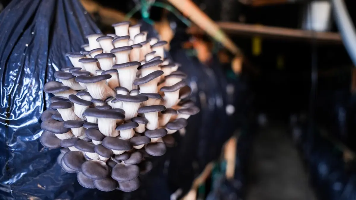 Kurslarla başladı, üretim modeline dönüştü haberinin görseli