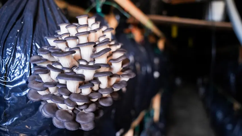 Kurslarla başladı, üretim modeline dönüştü