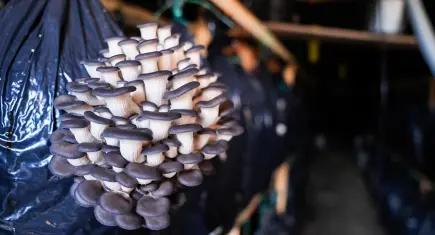 Kurslarla başladı, üretim modeline dönüştü