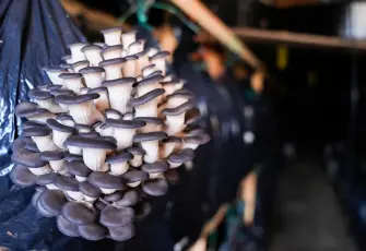 Kurslarla başladı, üretim modeline dönüştü