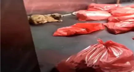 Ankara Büyükşehir Belediyesi'nden barınak görüntüleriyle ilgili açıklama 
