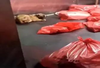 Ankara Büyükşehir Belediyesi'nden barınak görüntüleriyle ilgili açıklama 