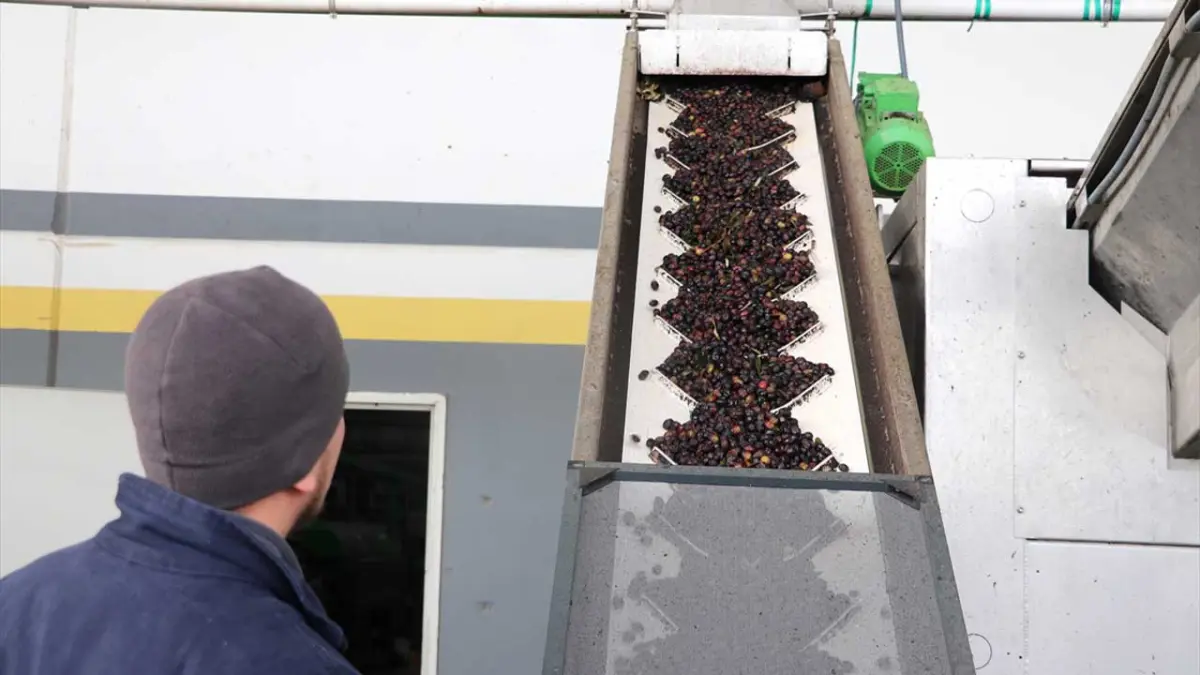 Devlet destekli proje zeytin ve zeytinyağı ihracatçılarına yeni fırsatlar sunuyor haberinin görseli