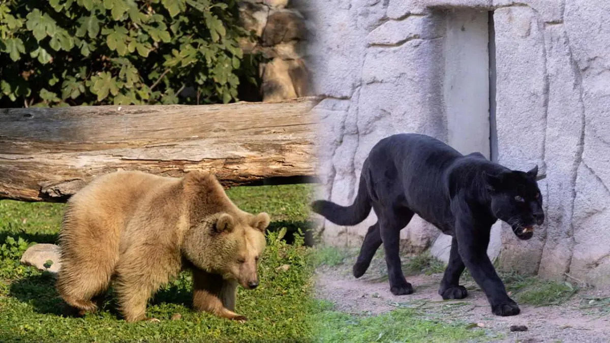 Jüliet ve Yumuk'a İzmir sahip çıktı haberinin görseli