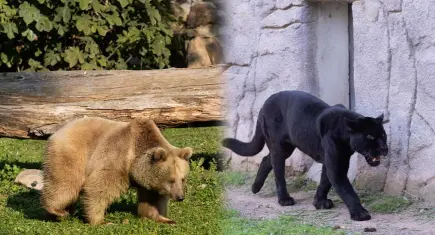 Jüliet ve Yumuk'a İzmir sahip çıktı