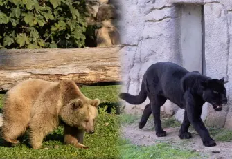 Jüliet ve Yumuk'a İzmir sahip çıktı