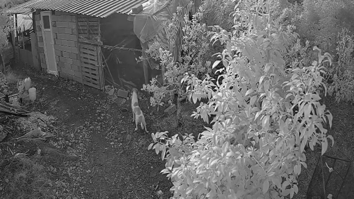 Kümese giren 6 köpek, 30 cins tavuğu öldürdü haberinin görseli