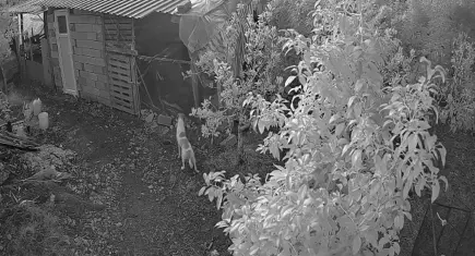 Kümese giren 6 köpek, 30 cins tavuğu öldürdü