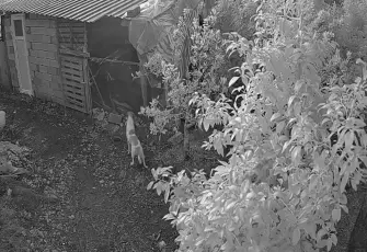 Kümese giren 6 köpek, 30 cins tavuğu öldürdü