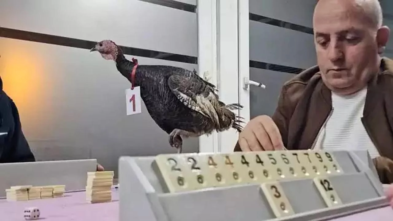 Zonguldak’ta “Baba Hindi” ödüllü okey turnuvası 48. kez yapıldı başlıklı video haberin görseli